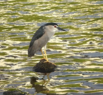 【科普】深圳常见鸟类18 夜鹭