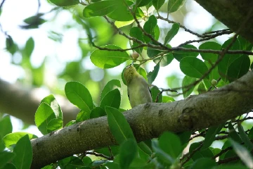 读特观鸟季第二期11月20日来袭，来洪湖荷花池边赏可爱翠鸟！