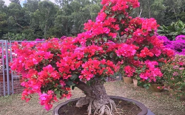 逛深圳花展,免费赢奈雪!