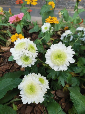 #我在深圳逛花展#