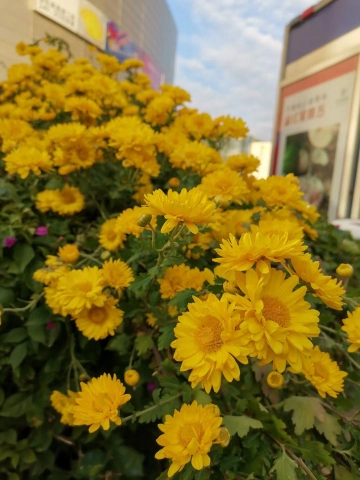 #我在深圳逛花展#