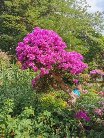 #我在深圳逛花展#