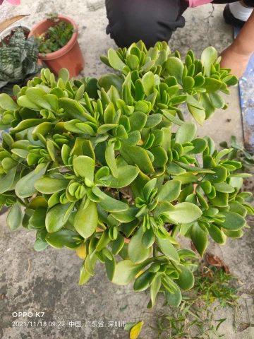 #我在深圳逛花展#