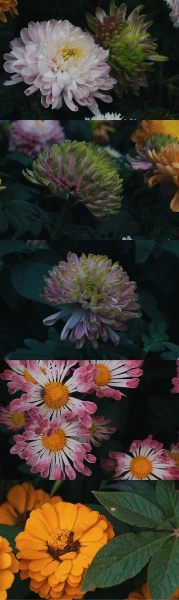 #我在深圳逛花展#