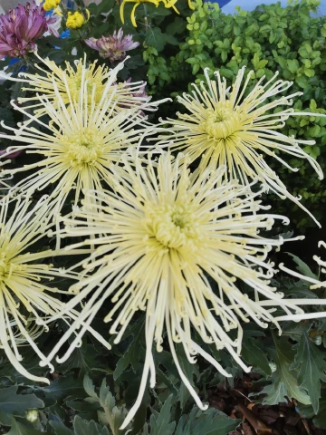 #我在深圳逛花展#