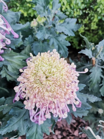 #我在深圳逛花展#