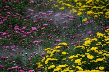 #我在深圳逛花展#