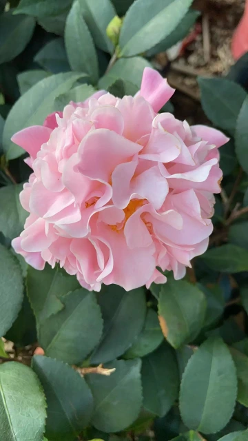 #我在深圳逛花展#