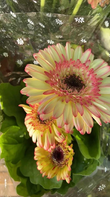 #我在深圳逛花展#