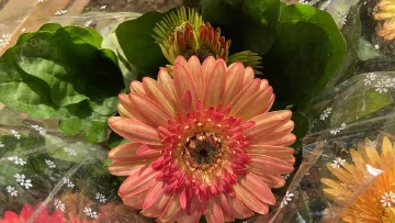 #我在深圳逛花展#