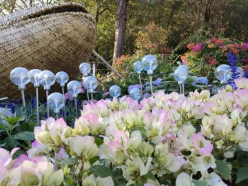 我在深圳看花展-莲花山花展