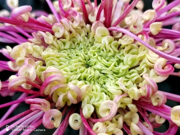 #我在深圳逛花展#不畏寒霜盛开的菊花,