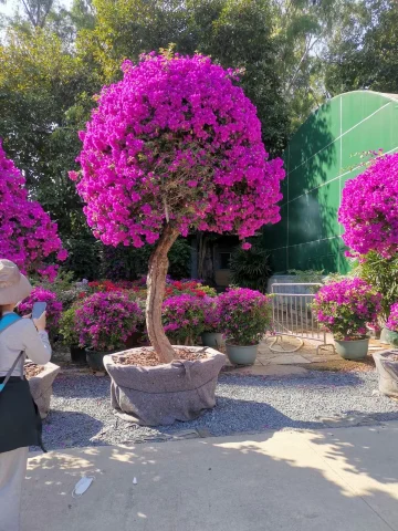 #我在深圳逛花展#