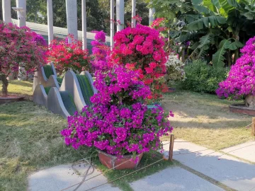 #我在深圳逛花展#