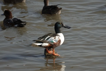 读特观鸟季第四期来啦:这周六,带上爸爸一起去海边看候鸟吧~