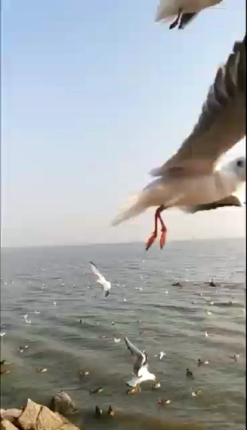 本周观鸟季地点深圳湾公园候鸟成群，来先睹为快吧！