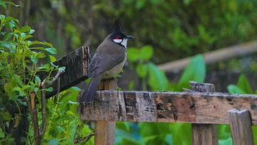 【美丽深圳，生态鹏城】拖家带口来偷菜