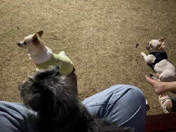 #迎虎年晒萌宠#