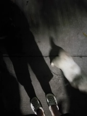 #迎虎年晒萌宠#