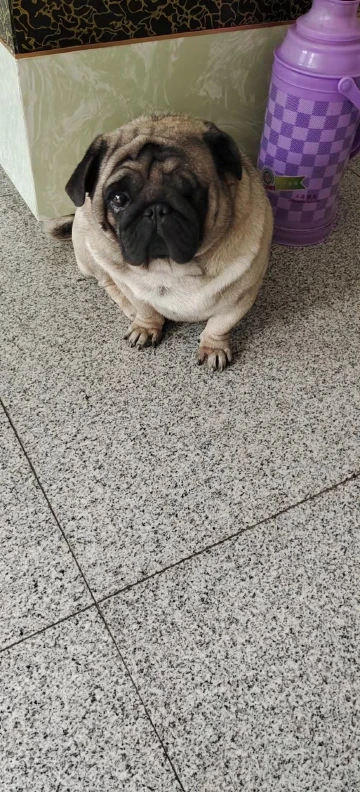 #迎虎年晒萌宠#