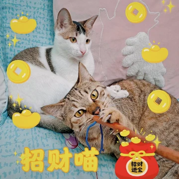 #迎虎年晒萌宠#