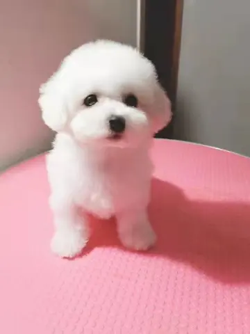 #迎虎年晒萌宠#