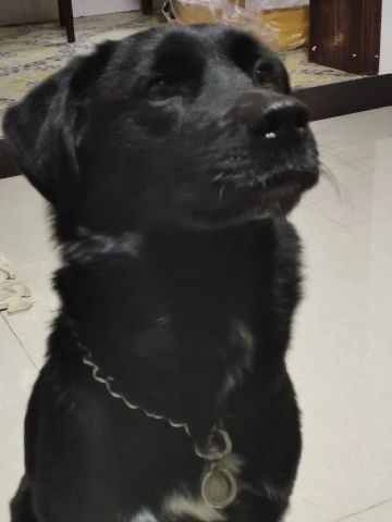 #迎虎年晒萌宠#