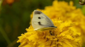 【美丽深圳，生态鹏城】蝶恋花