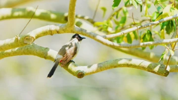 【美丽深圳,生态鹏城】莲花山公园红耳鹎