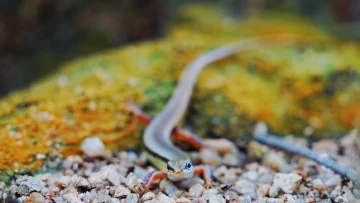 【美丽深圳,生态鹏城】绿野仙踪羊台山