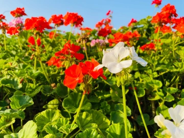 #圳是踏青好时节#