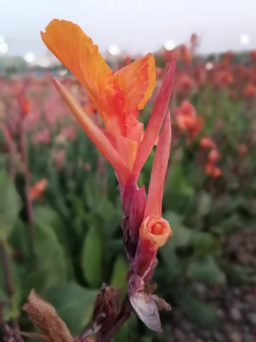 春入光明,真好!