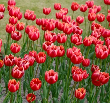 #圳是踏青好时节#