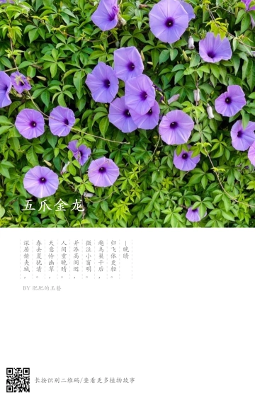 路边的五爪金龙花