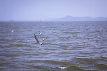 #深圳看海好去处#