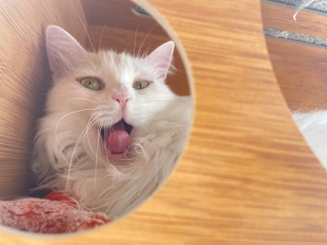 今天你核酸了吗?