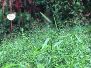 #五彩斑斓深圳绿#