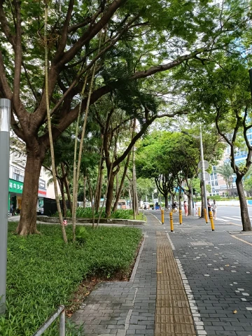 #五彩斑斓深圳绿#美丽深圳