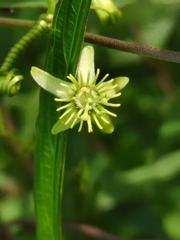 #五彩斑斓深圳绿#