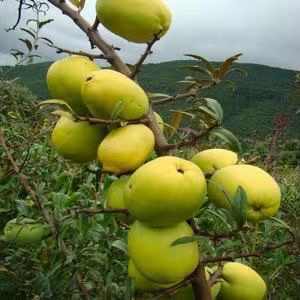 #五彩斑斓深圳绿#宣木瓜,你们吃过没?