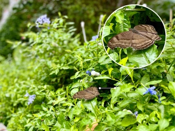 像枯叶一样的钩翅眼蛱蝶