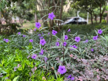 #深圳“寻宝”积分赛#