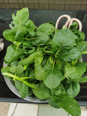 #深圳“寻宝”积分赛#