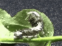 蝴蝶好看,利弊各异