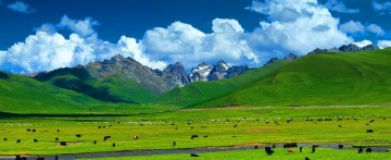 蓝天、白云、雪山、牛羊。