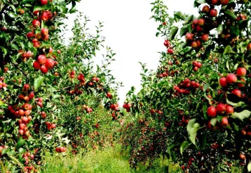 北大荒597农场到了“摘苹果的时候”