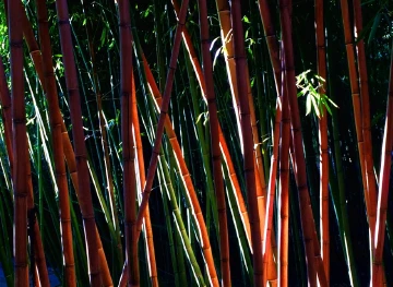 光线与竹林形成的效果图。