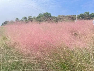 石岩环湖碧道陌上花公园