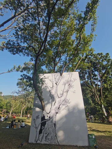 勒杜鹃与阳光#深圳簕杜鹃#