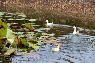 冬湖水冷鸭亦知。